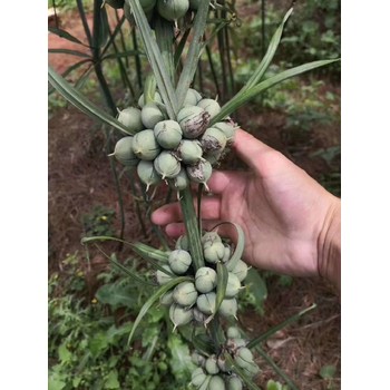 大足高桿不倒苗黃精種子