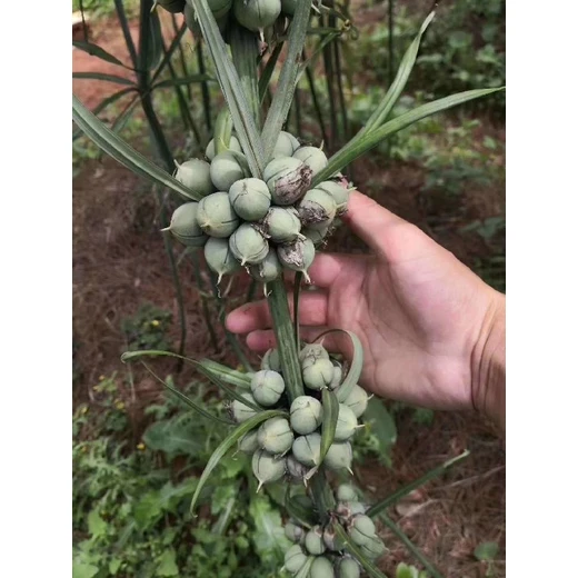 梁平川黃精種子