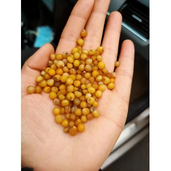 延邊多花姜型黃精種子