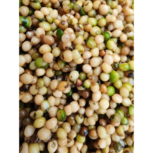 本溪真實黃精種子