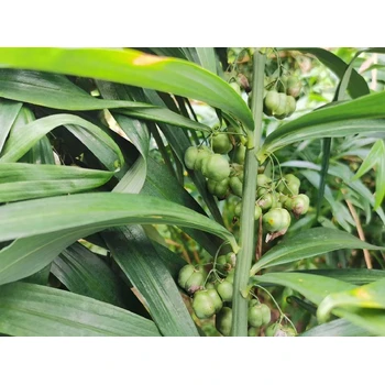 宜賓真實黃精種子