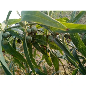 河南求購黃精種子