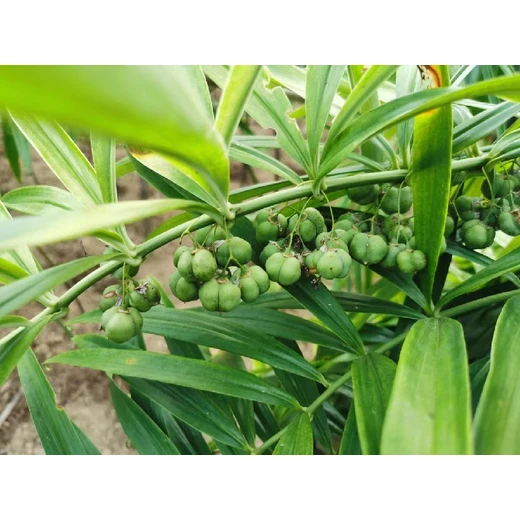 洛陽求購黃精種子