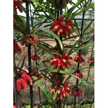 巴南批發(fā)黃精種子