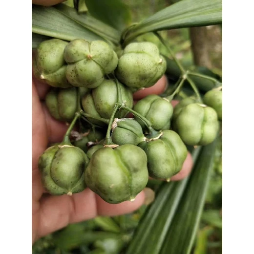 宜賓批發(fā)黃精種子