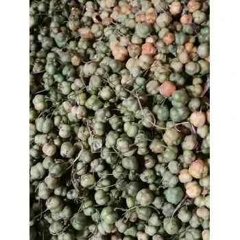 大連雞頭黃精種子