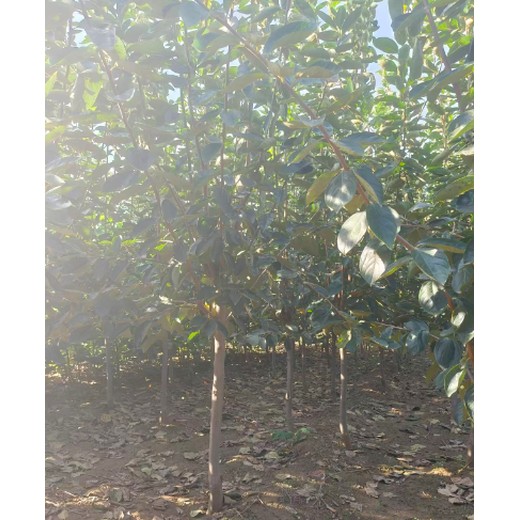山西陽(yáng)泉批發(fā)柿樹廠家,3公分柿樹
