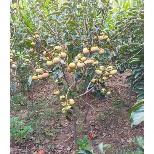 太原承接柿樹苗價格,柿樹批發(fā)