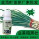 韭菜葉面肥圖