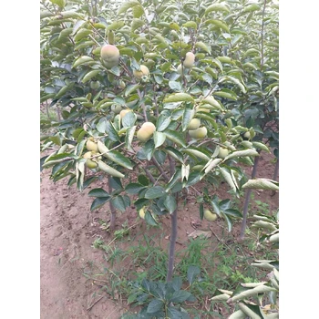 山西承接柿樹苗聯系方式,2公分柿樹批發(fā)