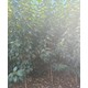 山西陽(yáng)泉批發(fā)柿樹廠家,3公分柿樹產(chǎn)品圖