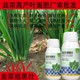 粗壯根莖韭菜粗黑壯韭菜葉面肥效果,韭菜肥廠家批發(fā)圖