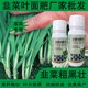 綠葉厚葉韭菜粗又壯韭菜葉面肥怎么樣,韭菜肥廠家批發(fā)圖