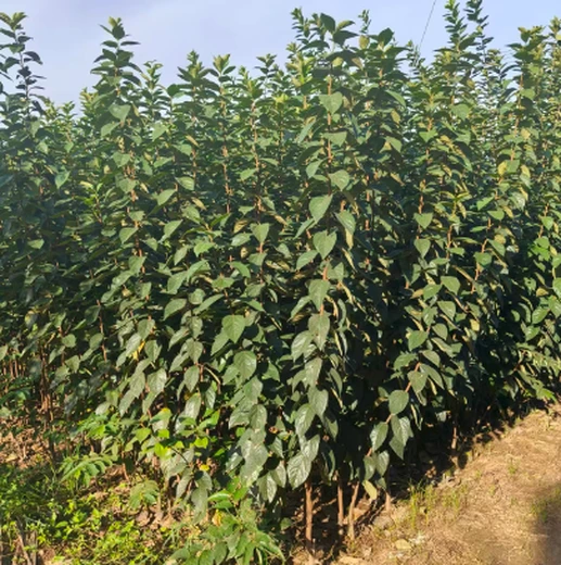 河南焦作批發(fā)柿樹廠家批發(fā),2公分柿樹