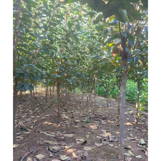 山西陽泉批發(fā)柿樹價(jià)格,2公分柿樹