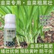韭菜葉面肥水溶肥圖