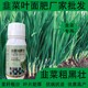 預(yù)防旺長韭菜粗壯韭菜葉面肥怎么樣,韭菜肥廠家批發(fā)產(chǎn)品圖