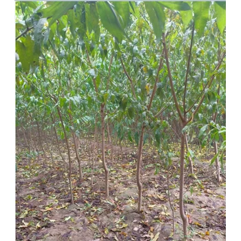 唐山桃樹(shù)苗廠家,1公分桃樹(shù)苗