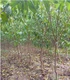 鶴壁桃樹苗價(jià)格產(chǎn)品圖