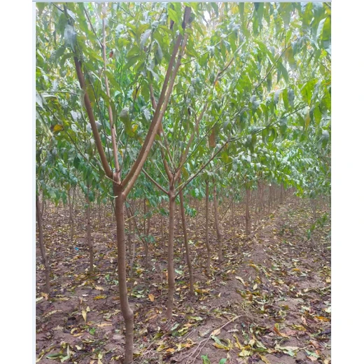 鶴壁桃樹苗價(jià)格