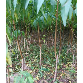 平頂山批發(fā)桃樹苗廠家,3公分桃樹苗
