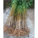 桃樹(shù)苗聯(lián)系方式圖