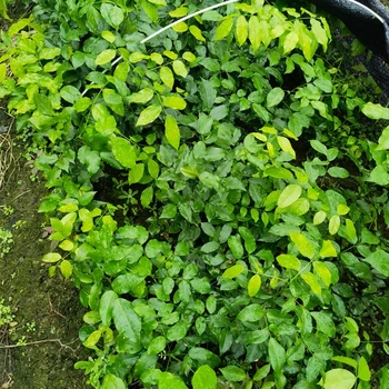 鄂西紅豆樹(shù)袋苗苗圃場(chǎng)地柘榮一年生紅豆樹(shù)