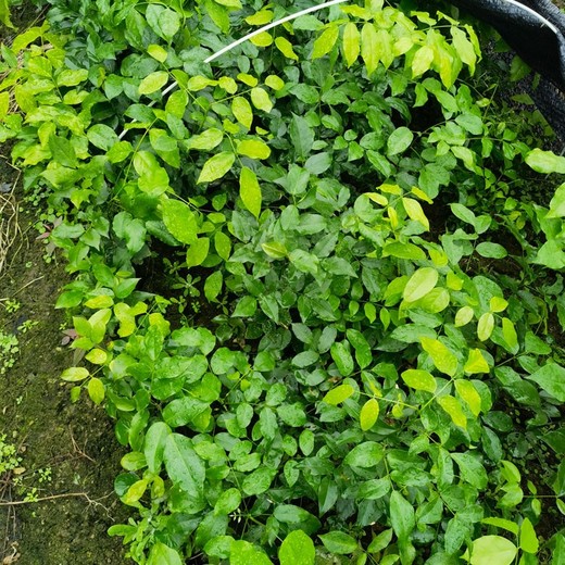 貞豐紅豆樹