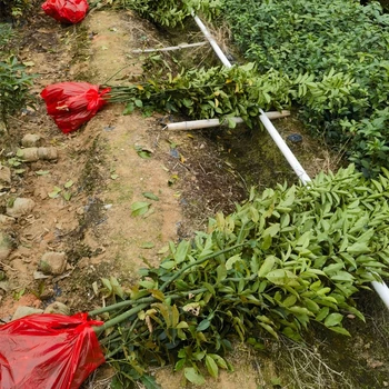 鄂西紅豆樹(shù)袋苗苗圃場(chǎng)地開(kāi)江紅豆樹(shù)