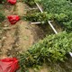 開江福新苗圃紅豆樹圖