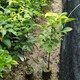 鄂西紅豆樹(shù)袋苗圖