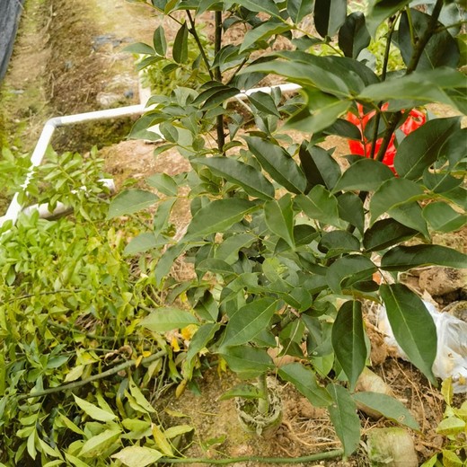 開江福新苗圃紅豆樹杯苗