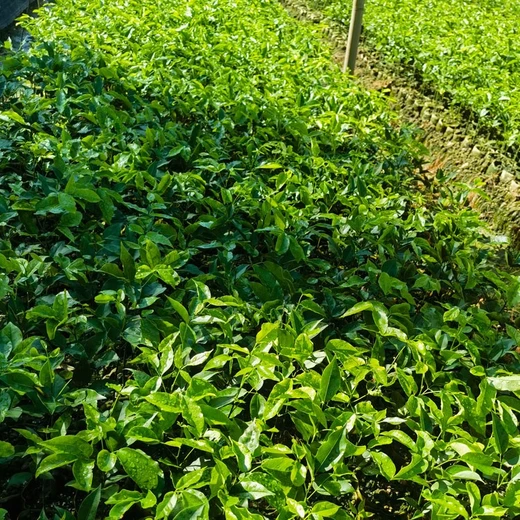 鄂西紅豆樹(shù)袋苗苗圃場(chǎng)地龍泉驛紅豆樹(shù)