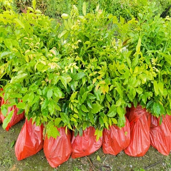 鄂西紅豆樹袋苗苗圃場地峨邊彝族自治紅豆樹