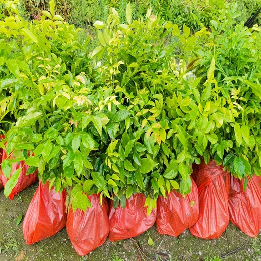 鄂西紅豆樹袋苗苗圃場(chǎng)地倉山紅豆樹