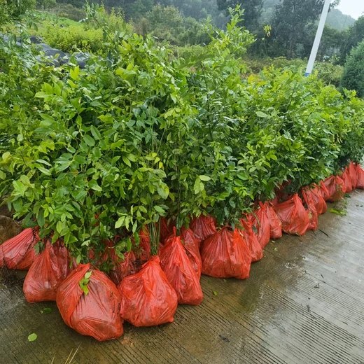 鄂西紅豆樹袋苗苗圃場(chǎng)地華鎣高度100厘米以上紅豆樹