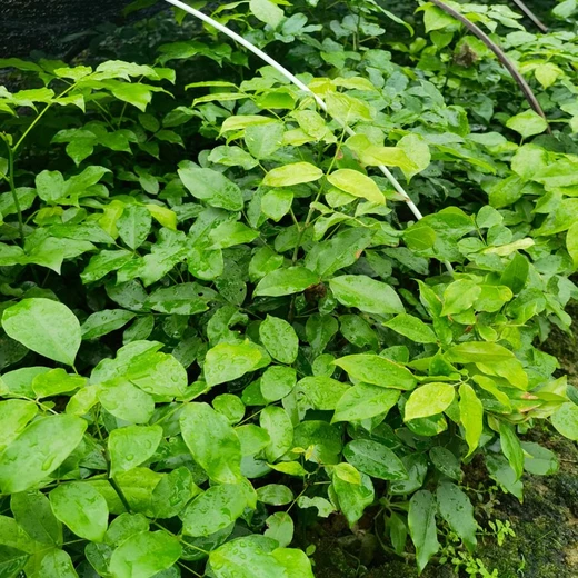 鄂西紅豆樹袋苗苗圃場地臺江福新苗圃紅豆樹容器苗