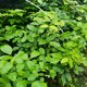 鄂西紅豆樹(shù)杯苗圖