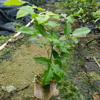 青白江紅豆樹(shù)