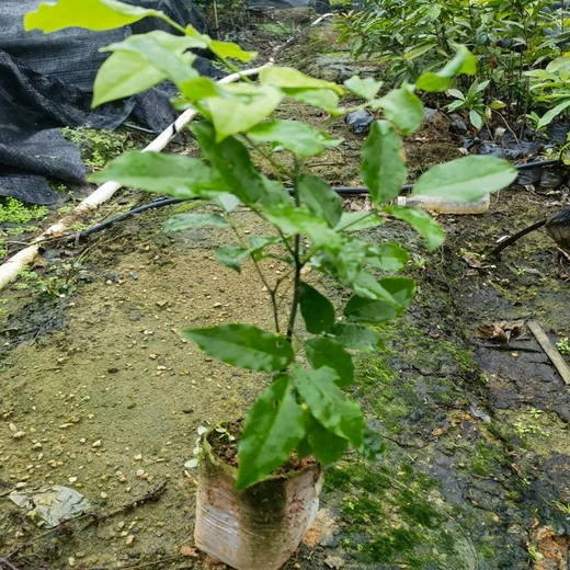 鄂西紅豆樹袋苗苗圃場地小河當年紅豆樹