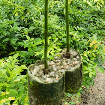 鄂西紅豆樹(shù)袋苗苗圃場(chǎng)地望謨紅豆樹(shù)