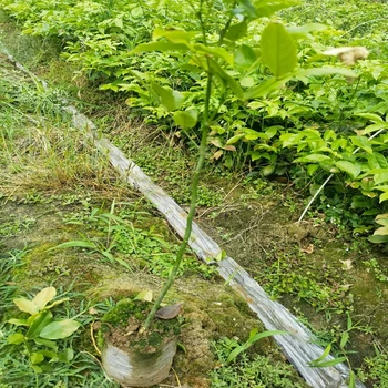 鄂西紅豆樹(shù)袋苗苗圃場(chǎng)地柘榮一年生紅豆樹(shù)