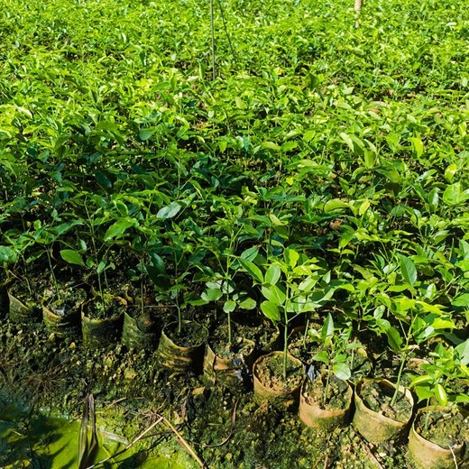 江油福新苗圃紅豆樹苗