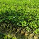 紅豆樹(shù)容器苗圖