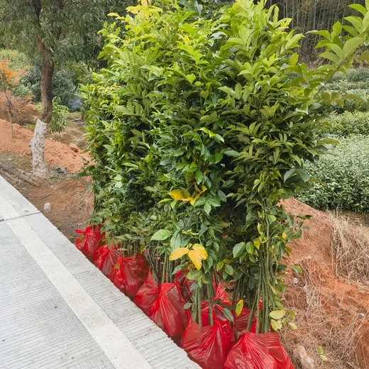 鄂西紅豆樹袋苗苗圃場地喜德紅豆樹