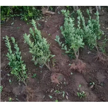 河南洛陽批發(fā)大葉黃楊苗廠家,50公分高以上