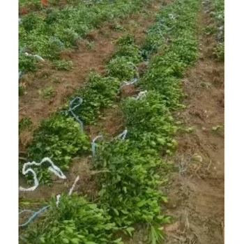 河南信陽(yáng)批發(fā)大葉黃楊苗廠家,30公分高以上