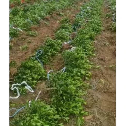 山西晉中批發(fā)大葉黃楊苗聯(lián)系方式,30公分高以上