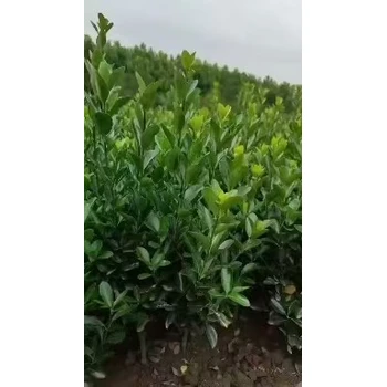 河南信陽(yáng)批發(fā)大葉黃楊苗廠家,30公分高以上