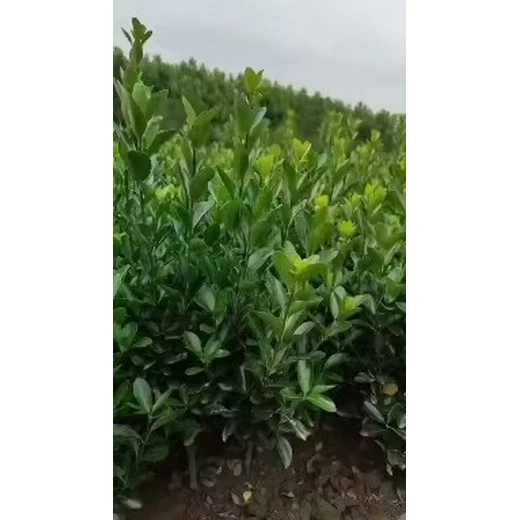 河南南陽批發(fā)大葉黃楊苗廠家批發(fā),30公分高以上